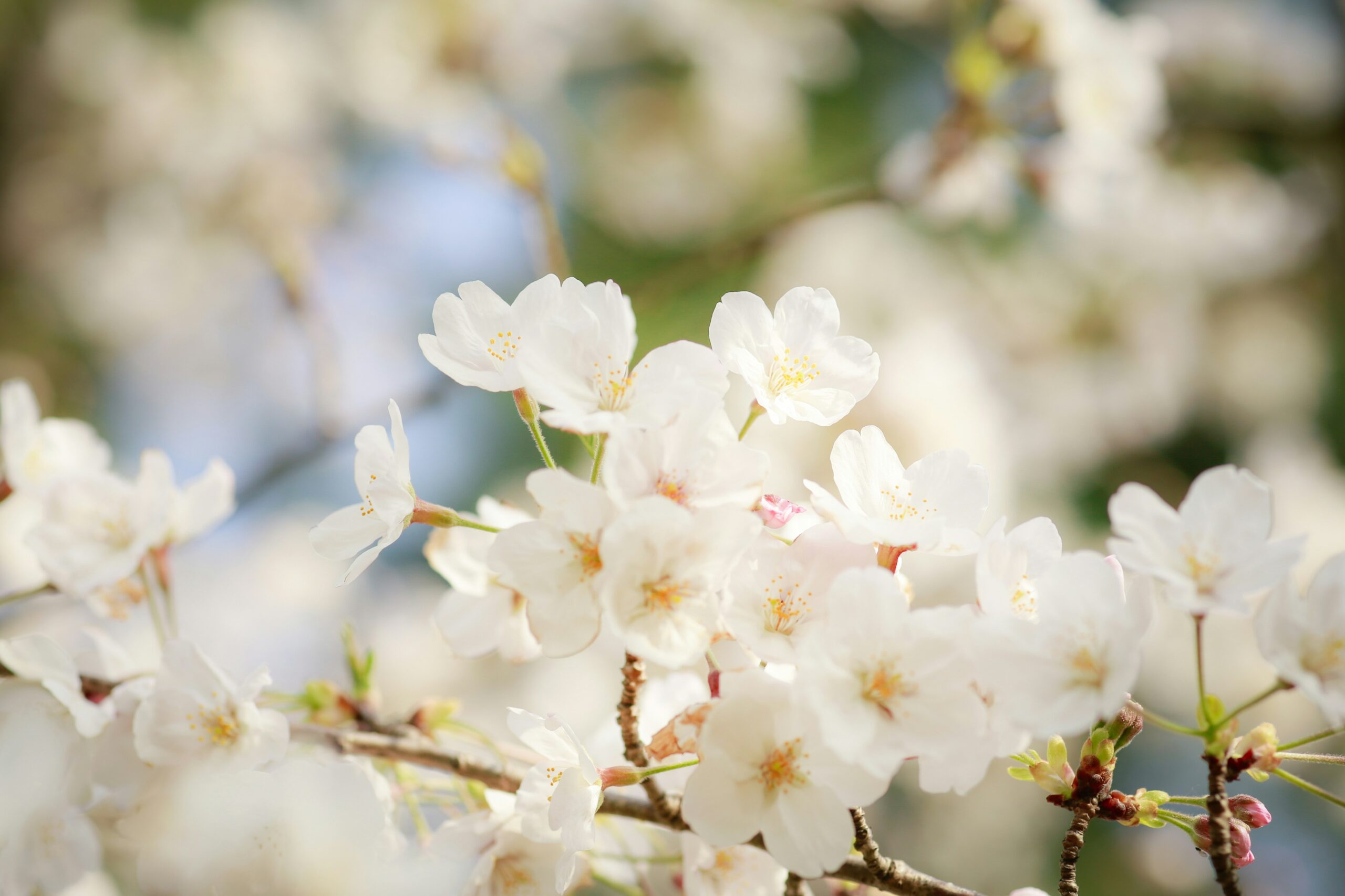 blossom