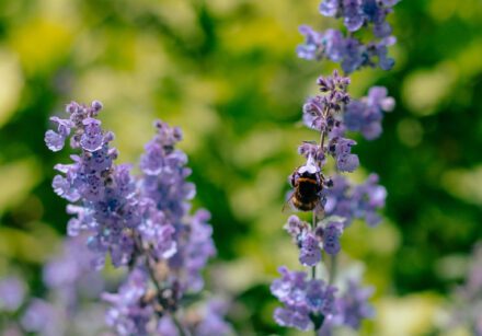 Bees enjoying scented flowers in the garden