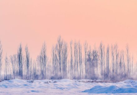 Winter skyline with pink sky and trees.