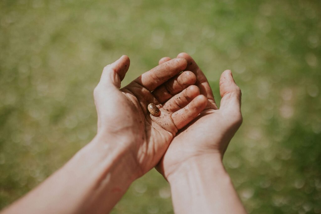 A seed in the palm on someone's cupped hands. In the background we can see green grass.