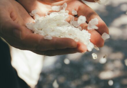 Close up of a woman's hands full of white spring petals.