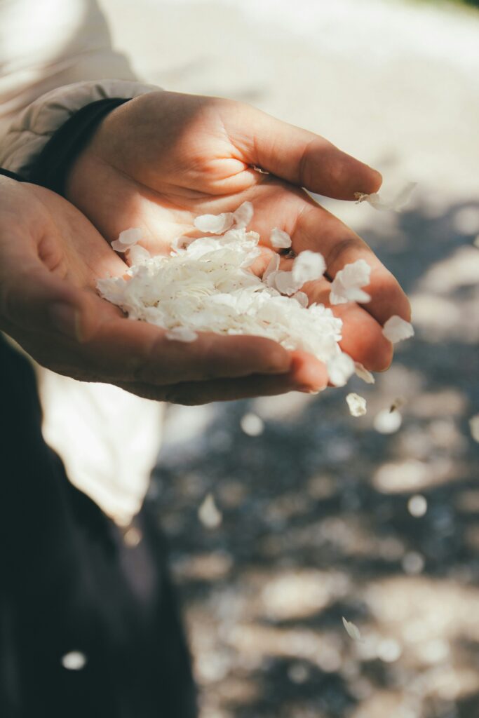 Close up of a woman's hands full of white spring petals.